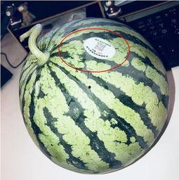 西华网红吃瓜,揭秘网络红人的幕后故事  第1张